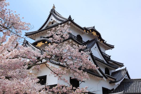 桜と彦根城天守閣を見上げる